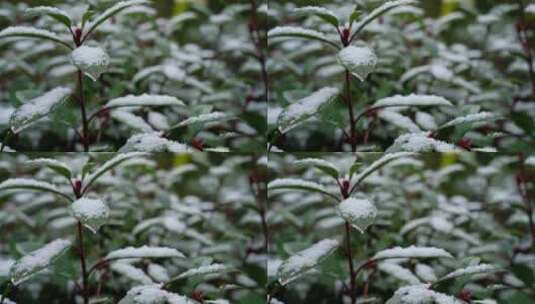 绿叶积雪下雪特写高清在线视频素材下载