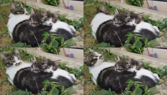 两只依偎睡觉的小猫高清在线视频素材下载