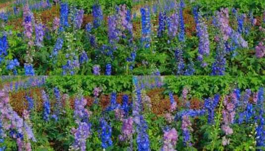 大花飞燕草 花园 花坛 鲜花 蓝色花朵高清在线视频素材下载