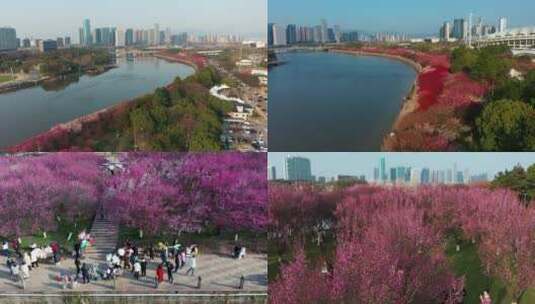义乌城市春天梅光航拍高清在线视频素材下载