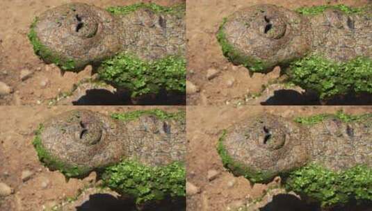野生沼泽地鳄鱼 长焦拍摄高清在线视频素材下载