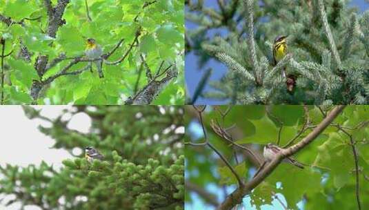树林中的小鸟声音山雀鸟鸣报春鸟高清在线视频素材下载
