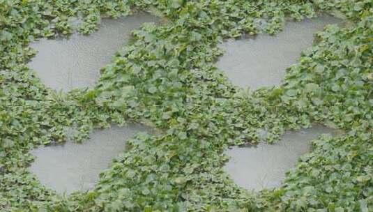 下雨池塘雨点4K实拍高清在线视频素材下载