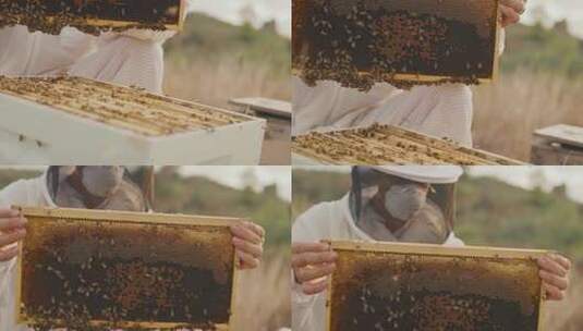 养蜂人在检查蜂箱高清在线视频素材下载