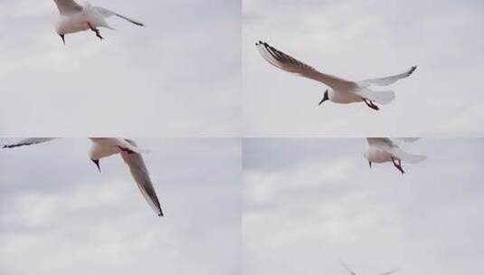 翱翔的海鸟特写镜头高清在线视频素材下载