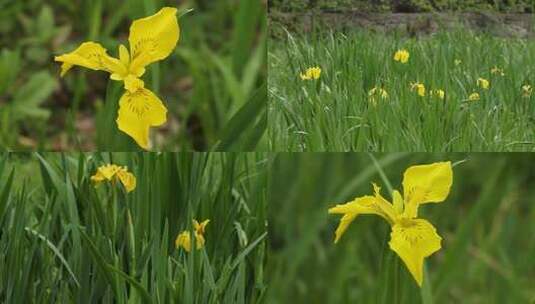 4K黄菖蒲野花鲜花视频高清在线视频素材下载