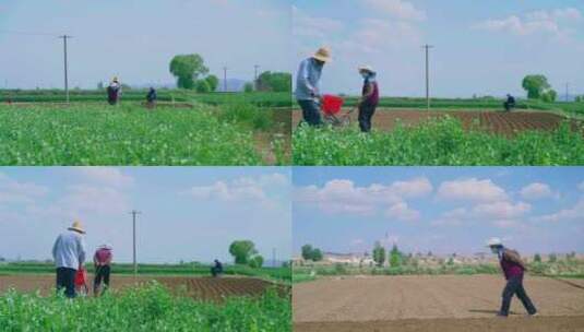 夏日的农村两个老人在地里犁地干农活高清在线视频素材下载