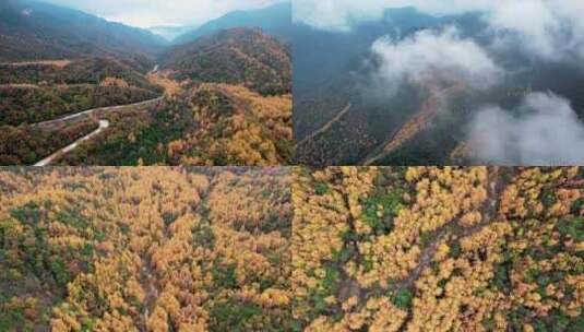 秋日秋景山林金黄枫林秋风树林森林航拍鸟瞰高清在线视频素材下载