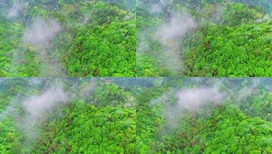 航拍森林云雾高清在线视频素材下载