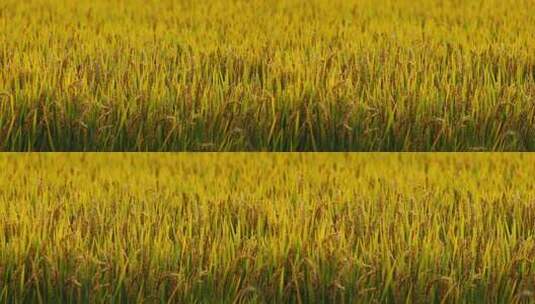 农村粮食水稻成熟了实拍高清在线视频素材下载