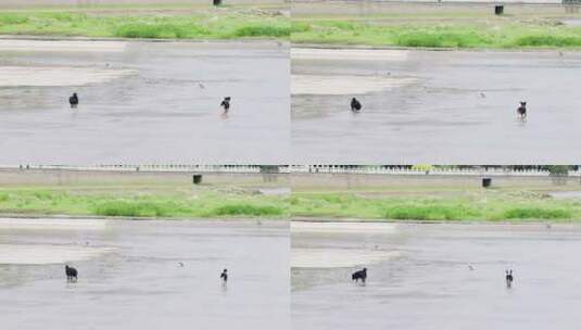 两只小狗在河床河道里奔跑高清在线视频素材下载