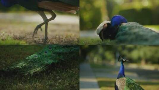 美丽的孔雀蓝孔雀白孔雀羽毛高清在线视频素材下载