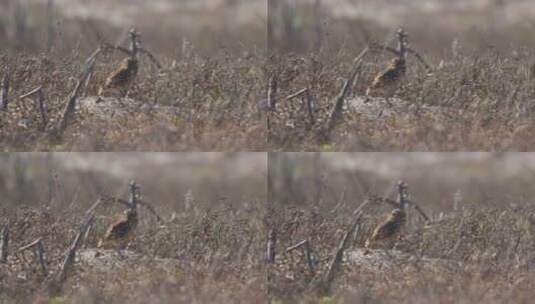 猫头鹰在田间干草之间的树枝上高清在线视频素材下载