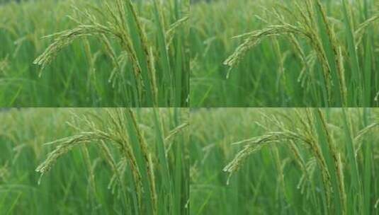 雨中的稻穗水稻特写雨露水珠田野高清在线视频素材下载