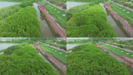 红树林湿地 海边红树林 候鸟 栖息地航拍高清在线视频素材下载