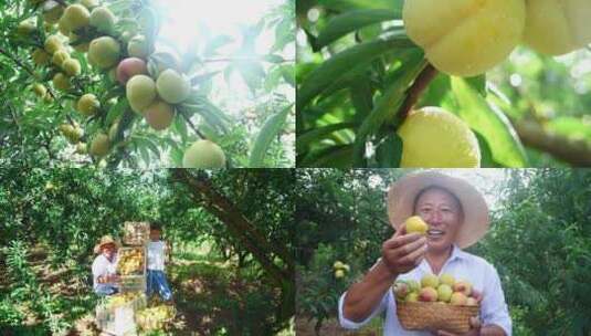 李子种植 果园采摘高清在线视频素材下载