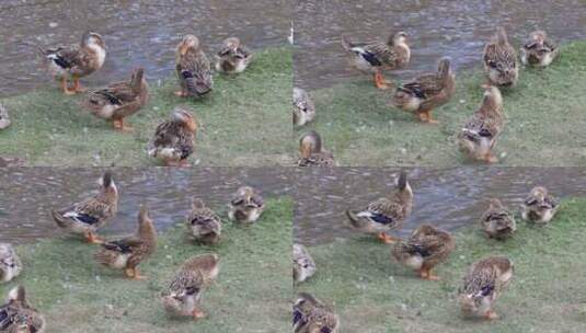 河边鸭子 鸭子玩水 鸭子养殖 家禽高清在线视频素材下载
