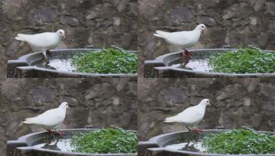 野外一只鸽子在水池边踱步高清在线视频素材下载