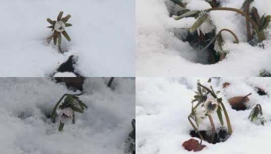 冰冻的花朵高清在线视频素材下载