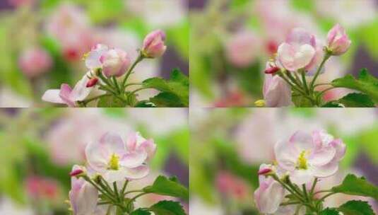 粉红色的Apple Blossom Timelapse高清在线视频素材下载