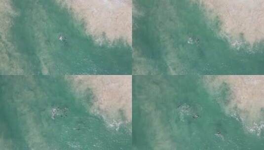海浪拍沙洲时一群海豚在展示求爱高清在线视频素材下载
