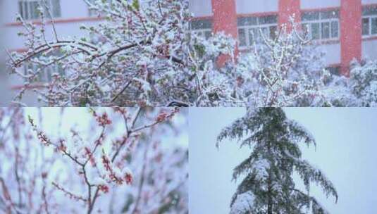 雪中桃花桃树下大雪暴雪雪中行人冒雪行走高清在线视频素材下载