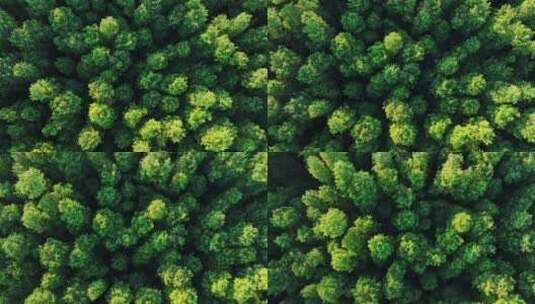4k鸟瞰水杉森林风景绿水青山绿色自然航拍高清在线视频素材下载