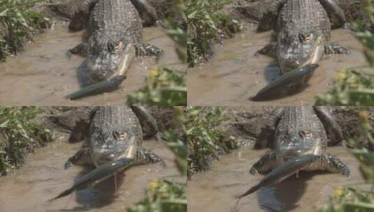 鳄鱼以极慢的动作将鱼举出水面高清在线视频素材下载