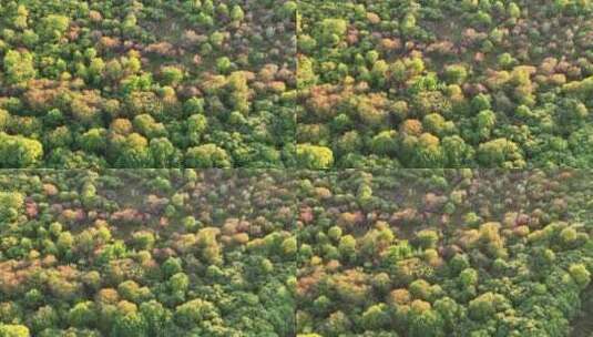 航拍秋季多彩的树林高清在线视频素材下载