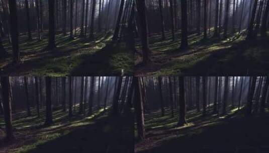 暗黑魔法森林大片光影树林电影片头高清在线视频素材下载