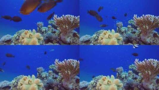 水下海珊瑚高清在线视频素材下载