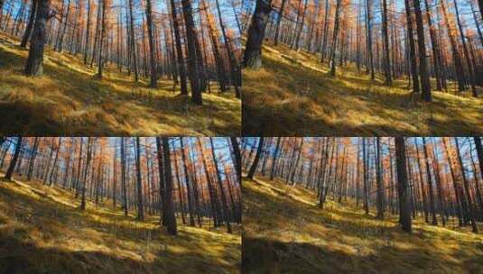 唯美秋天森林针叶林自然风景秋色高清在线视频素材下载
