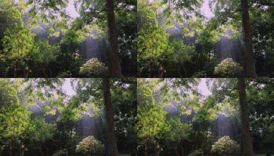 苏州园林拙政园阳光穿透树叶 唯美耶稣光高清在线视频素材下载