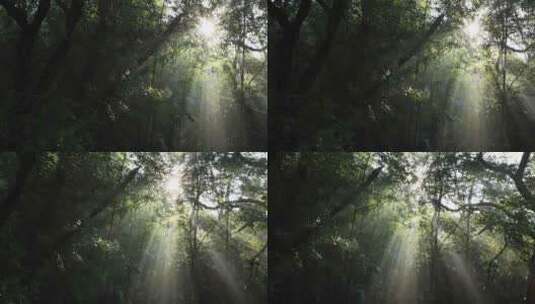 森林丁达尔光影晨雾树林唯美阳光树林竹林高清在线视频素材下载