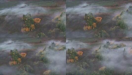 航拍新疆阿勒泰禾木风景区的秋雾高清在线视频素材下载