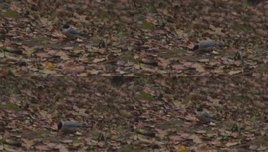 湿地公园的鸟高清在线视频素材下载