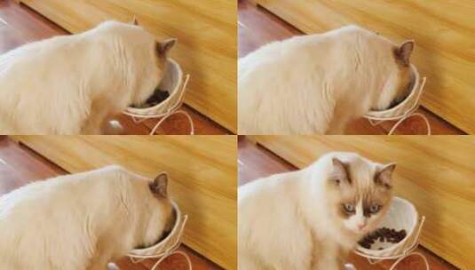 正在吃猫粮的小猫高清在线视频素材下载