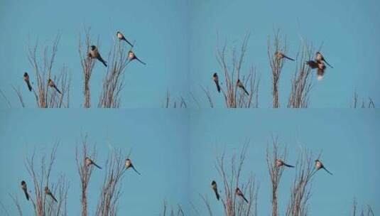 冬天树枝上的喜鹊高清在线视频素材下载