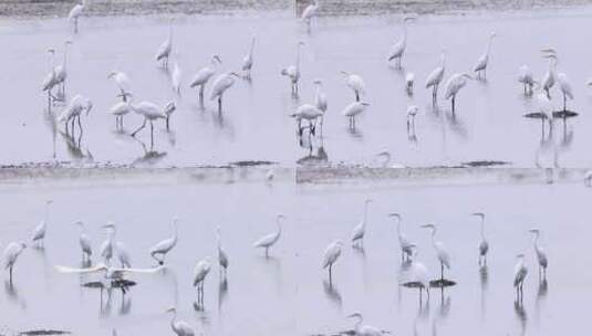 池塘里的白鹭群高清在线视频素材下载