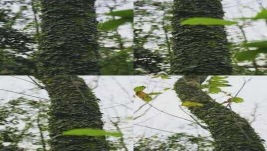 树干上的绿植高清在线视频素材下载