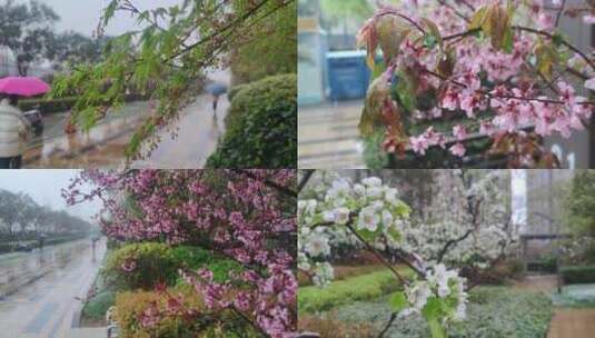 春天雨季花开高清在线视频素材下载