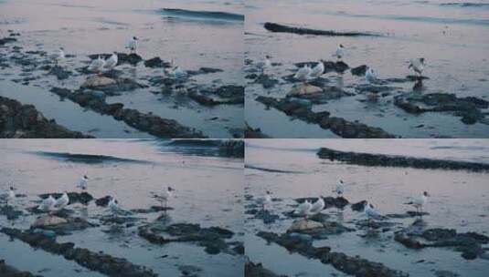 海鸟停在海边垃圾旁高清在线视频素材下载