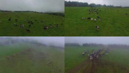 奶牛 养殖场 农场 航拍 畜牧业 风光高清在线视频素材下载