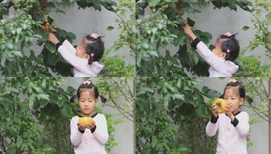 小女孩摘柿子高清在线视频素材下载