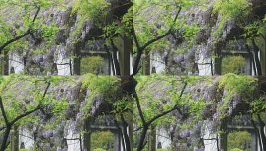 苏州园林留园紫藤盛开 唯美园林春意高清在线视频素材下载