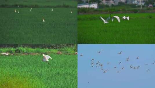 绿色田野里飞翔的白鹭高清在线视频素材下载