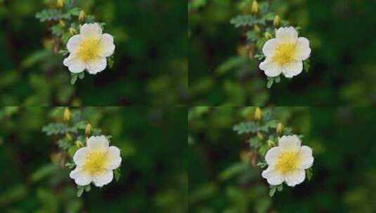 春天盛开的一朵黄刺玫花高清在线视频素材下载