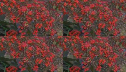 长寿花花瓣花朵开放高清在线视频素材下载