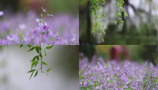 （8镜合集）清明雨天雨滴春雨垂柳花朵慢镜高清在线视频素材下载