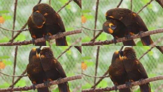 相思鸟棕色的鹦鹉并排栖息在树枝上，梳理和高清在线视频素材下载